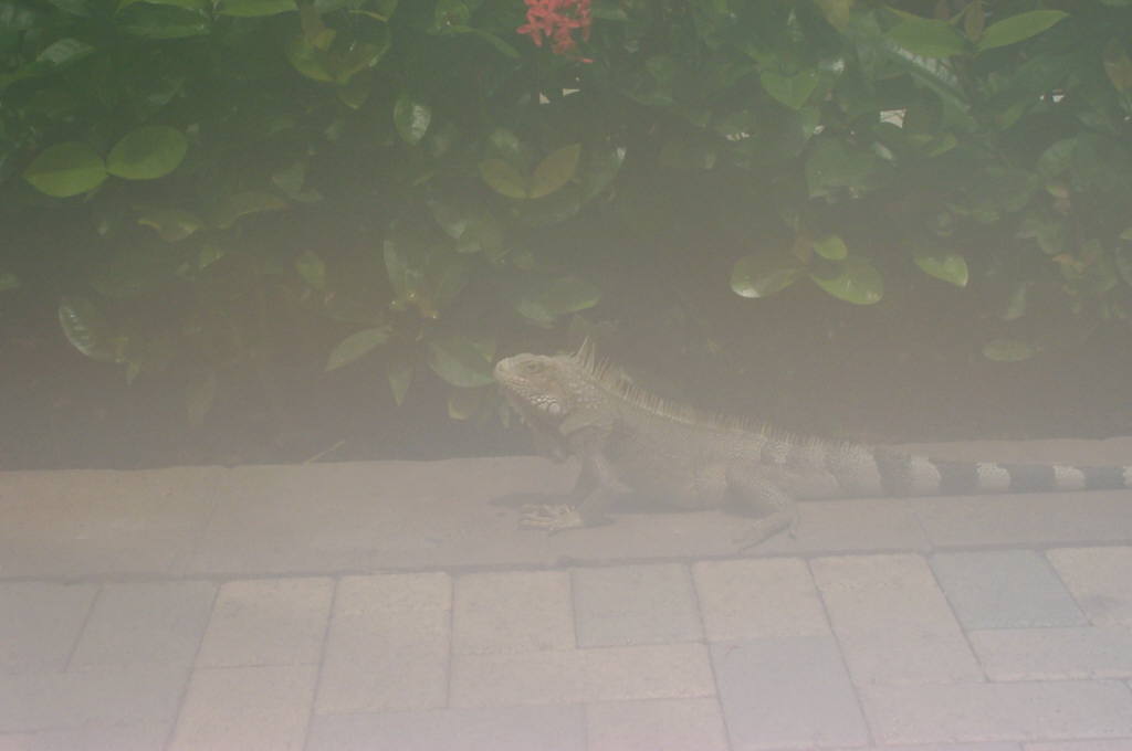 2003 Aruba